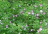 Montana Creek Campground | Talkeetna, Alaska