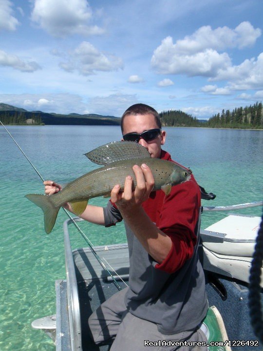 Beautiful Arctic Grayling at Coghlan lake. | Access to nine fly in only lakes. | Image #2/3 | 