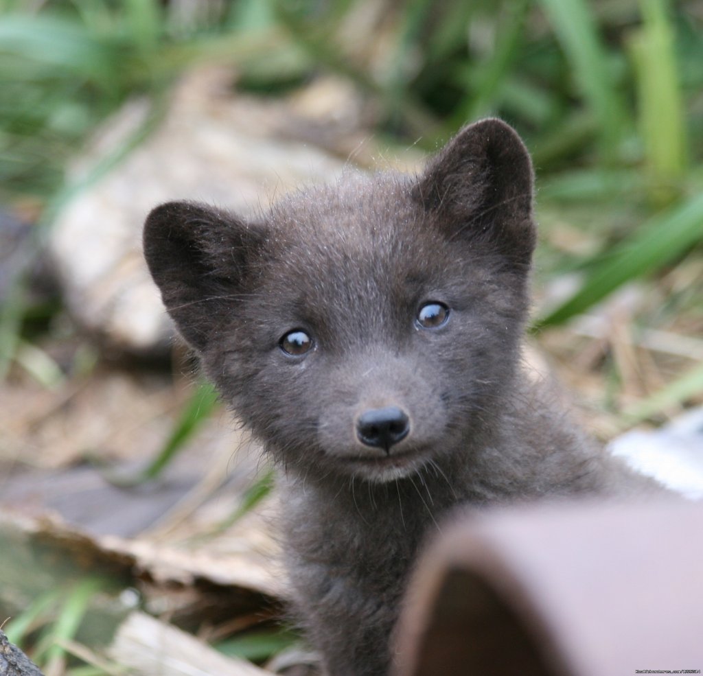 Alaska' Pribilofs -Remote. Wild and Unbelievable. | Image #12/16 | 