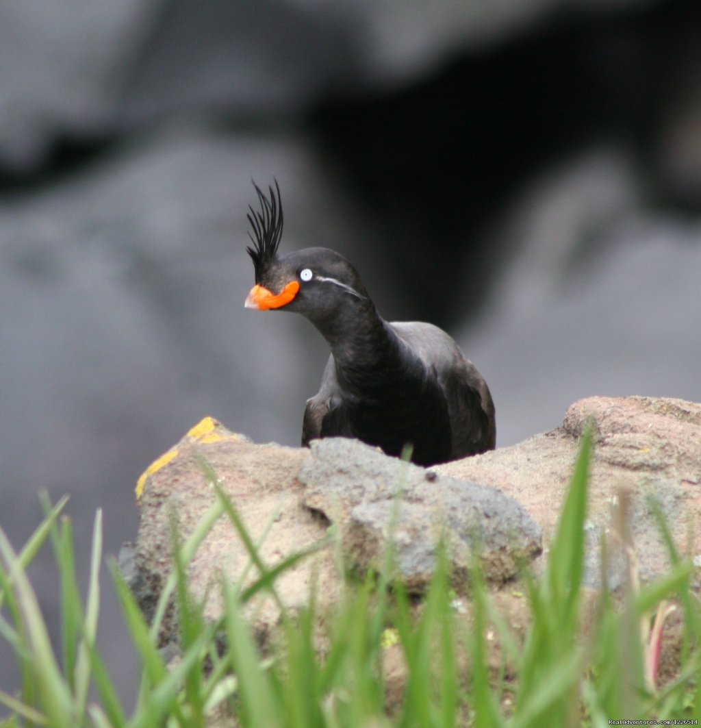 Alaska' Pribilofs -Remote. Wild and Unbelievable. | Image #2/16 | 