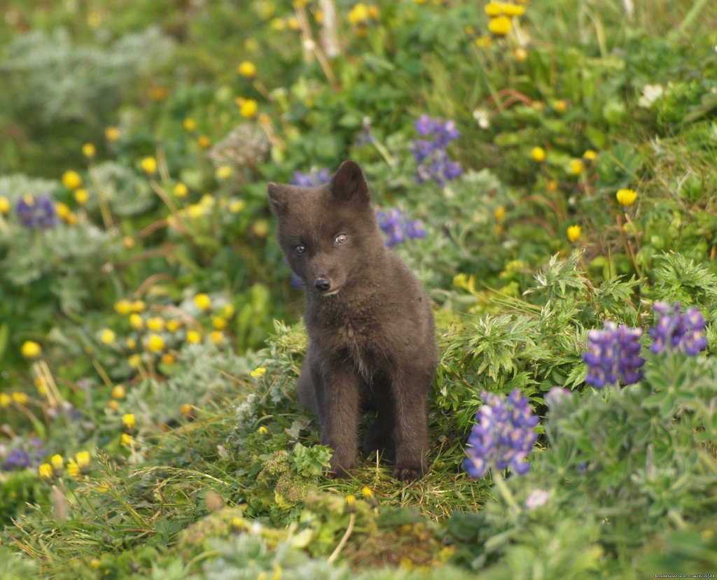 Alaska' Pribilofs -Remote. Wild and Unbelievable. | Image #15/16 | 