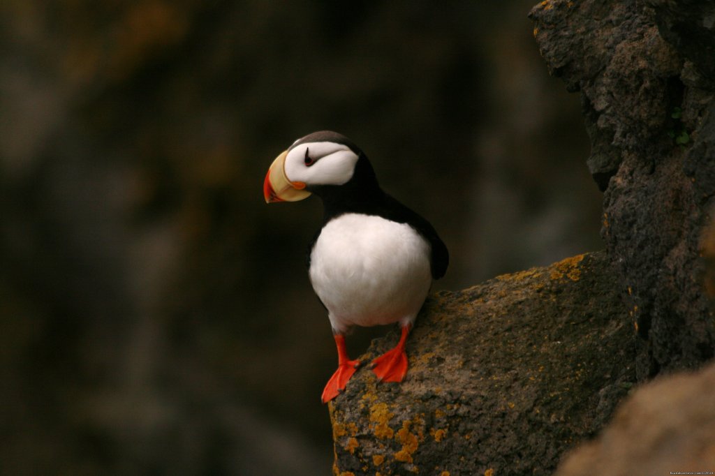 Alaska' Pribilofs -Remote. Wild and Unbelievable. | Image #8/16 | 