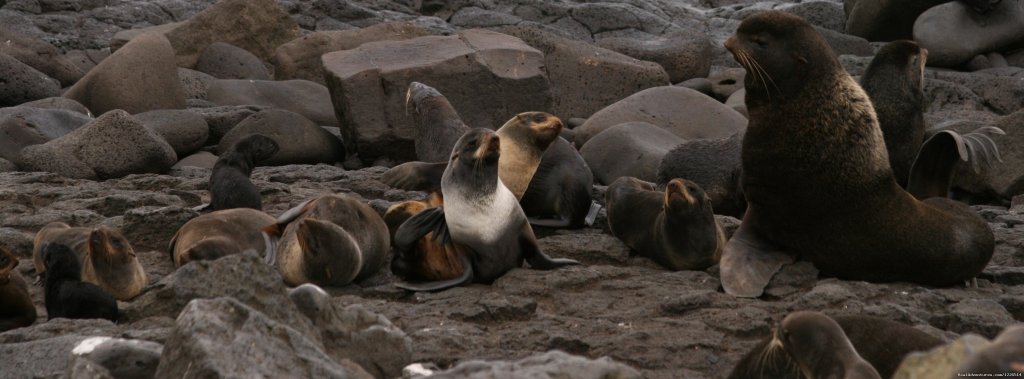 Alaska' Pribilofs -Remote. Wild and Unbelievable. | Image #10/16 | 