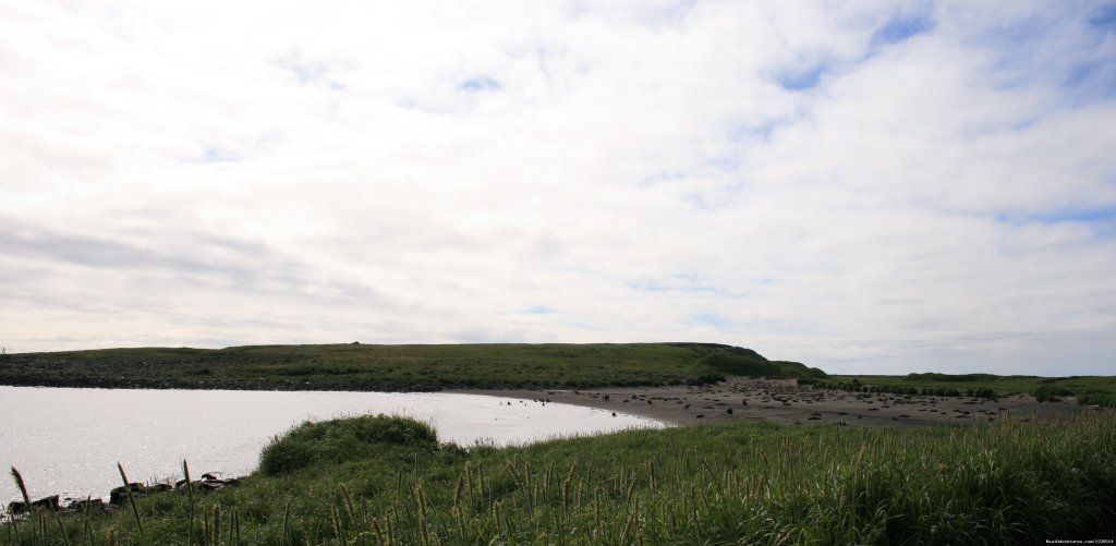 Alaska' Pribilofs -Remote. Wild and Unbelievable. | Image #16/16 | 