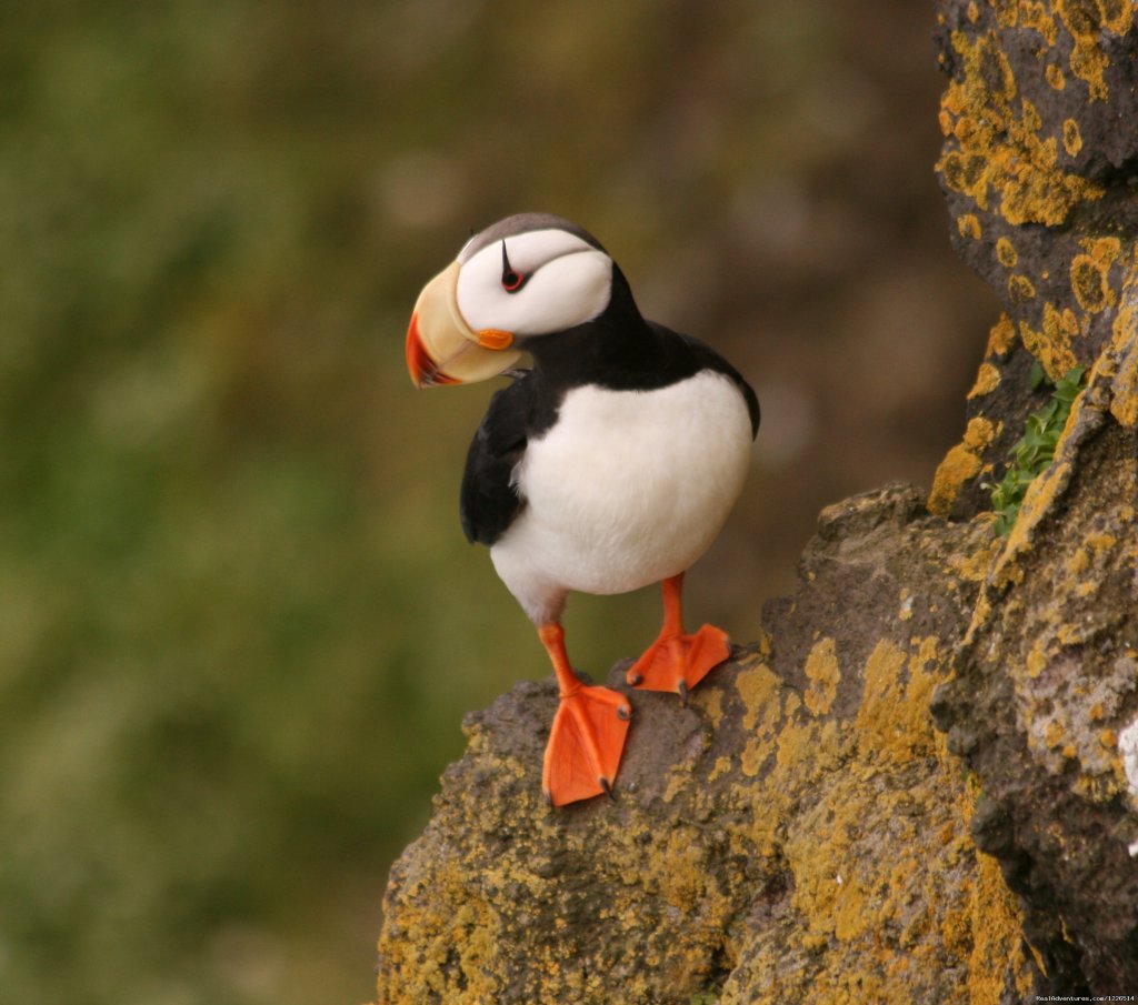 Alaska' Pribilofs -Remote. Wild and Unbelievable. | St. Paul Island, Alaska  | Eco Tours | Image #1/16 | 