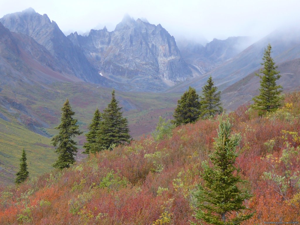 Tombstone Territorial Park | Bird Watching Tour in Yukon Canada | Image #3/6 | 