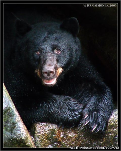 Black Bears at AnAn