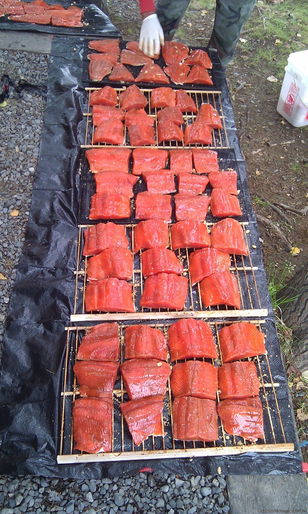 Sockeye Salmon 2012 run was magnificent. | High Adventure Air Charter | Image #5/15 | 