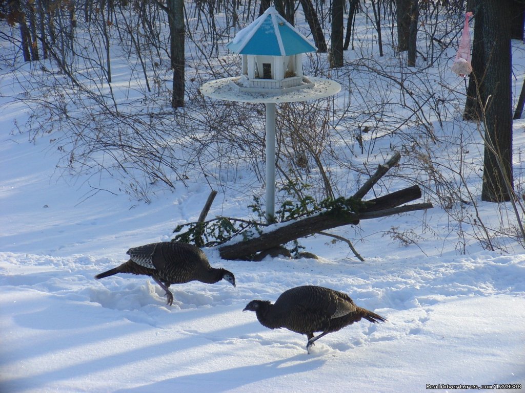 Turkeys at the Feeders | Inn at Wawanissee Point | Image #7/16 | 