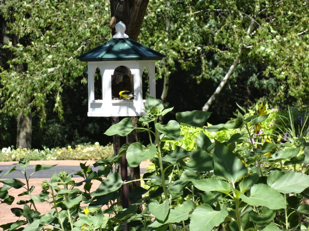 Birdhouse at the Inn | Inn at Wawanissee Point | Image #11/16 | 