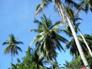 Jungle Resort bungalows