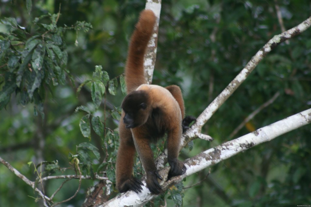 Visit Leticia and the amazon rainforest | Image #9/10 | 