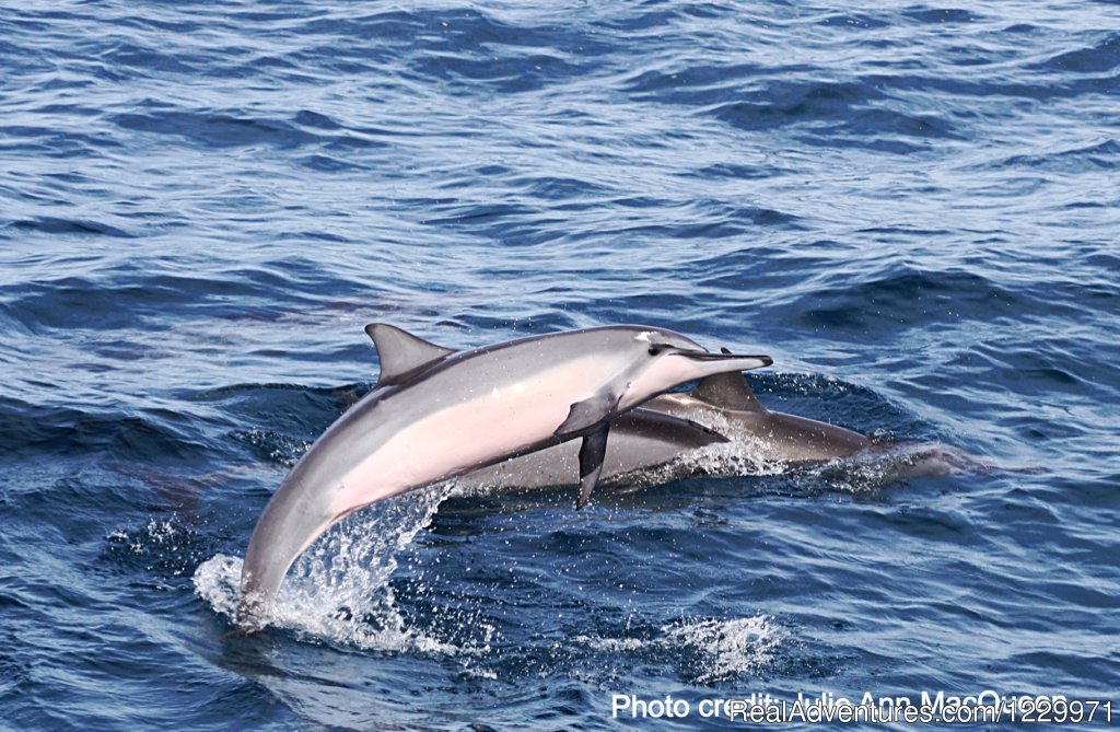 Kauai Sea Tours Na Pali Coast Adventures | Image #11/11 | 