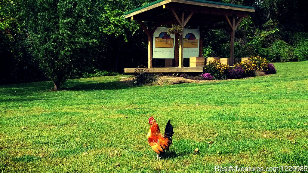 Chickens | Strawbale Winery | Image #3/4 | 