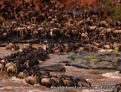 Day  Excursions , L.nakuru National Park,short Excursions | 4 Days Masai Mara  And Amboseli National Park | Image #14/26 | 