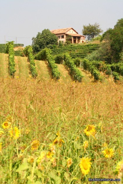 Romantic guesthouse among wine hills | Image #7/11 | 