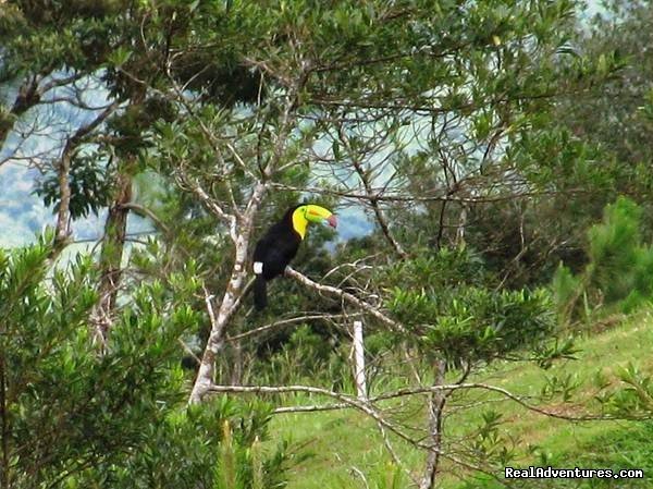 Toucans accross the street from the cabins | Cabanas en Altos del Maria, Cabins for rent. | Image #13/25 | 