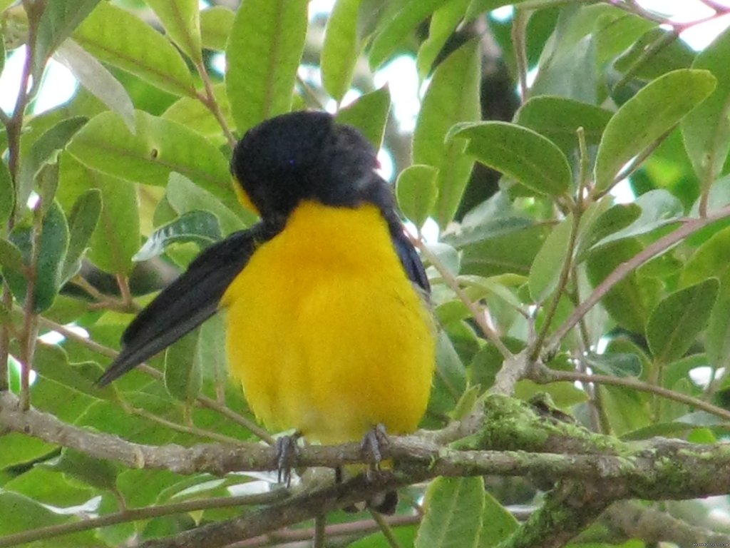 Father of the birds. | Cabanas en Altos del Maria, Cabins for rent. | Image #25/25 | 