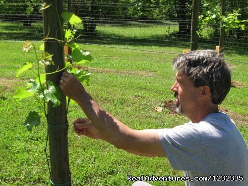 Innkeeper/Guide Chris working on Arcady | Arcady Vineyard B&B | Image #11/20 | 