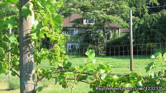 Arcady Vineyard in Charlottesville | Arcady Vineyard B&B | Image #15/20 | 