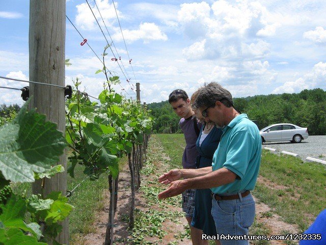 Arcady Vineyard Wine Tours | Arcady Vineyard B&B | Image #16/20 | 