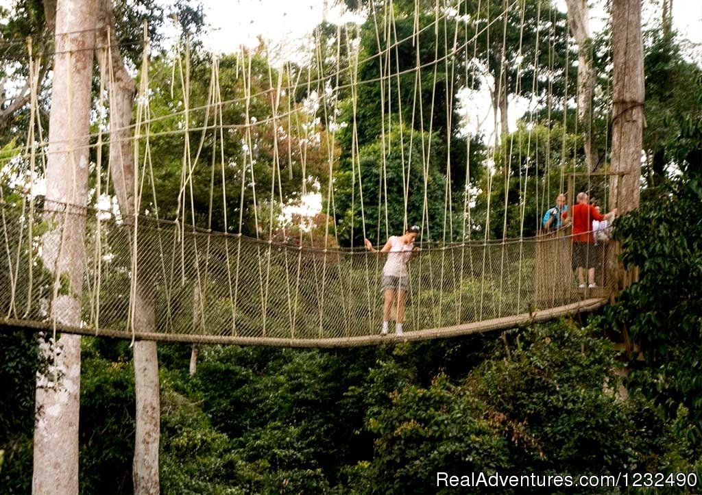 Kakum Canopy walkway | Eco-tour | Image #3/7 | 