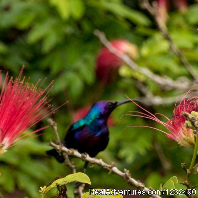 Mole National Park | Eco-tour | Image #7/7 | 