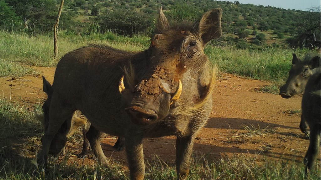 Warthog | mombasa Tsavo East  mombasa | Image #5/5 | 