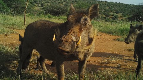 Warthog