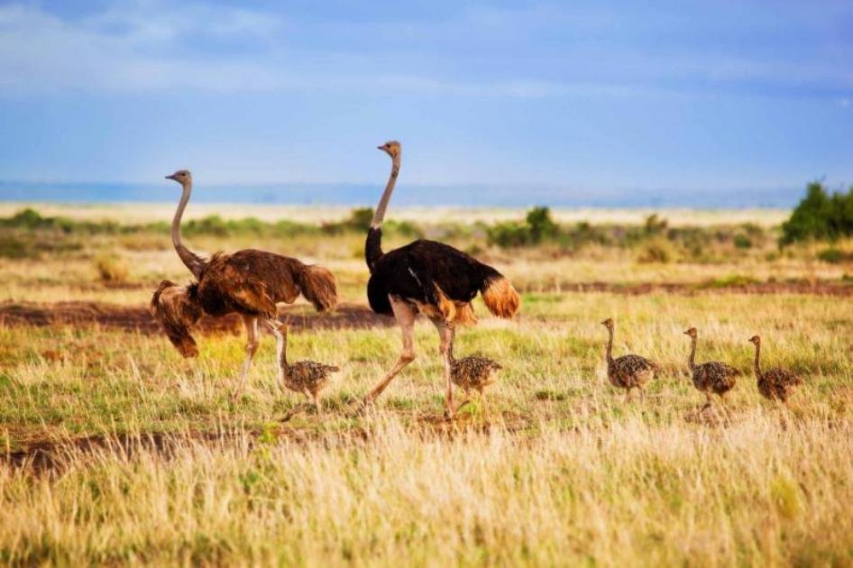 Ostrich | mombasa Tsavo East  mombasa | Image #4/5 | 