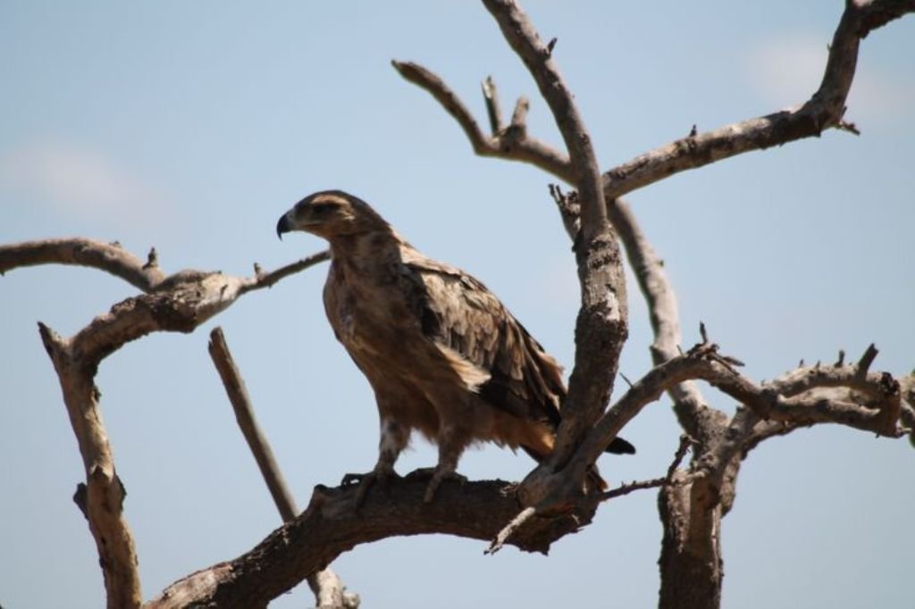 Eagle | mombasa Tsavo East  mombasa | Image #3/5 | 