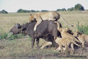 mombasa Tsavo East  mombasa | Central Highlands, Kenya | Wildlife & Safari Tours