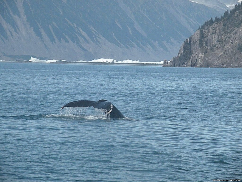 Kenai Fjords National Park Cruise | Beach House Rentals | Image #14/14 | 