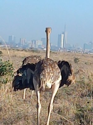 Genet Tours And Safaris