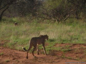 Day 1: Tsavo East  Pick up from the hotel at aroun