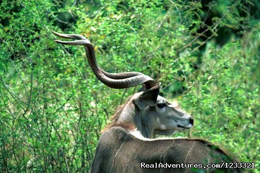 Mountain Nyala | Tour to Ethiopia-Hidden Treasures Tour | Image #7/25 | 