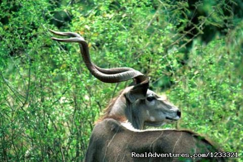 Mountain Nyala