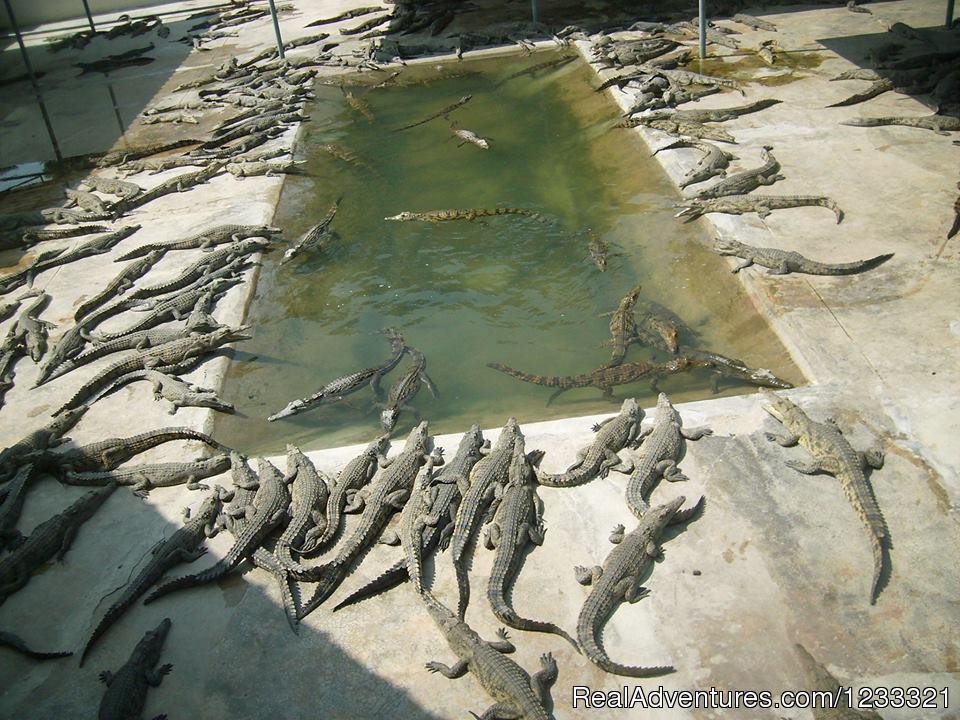 Crocodile Farm At Arbaminch | Tour to Ethiopia-Hidden Treasures Tour | Image #24/25 | 