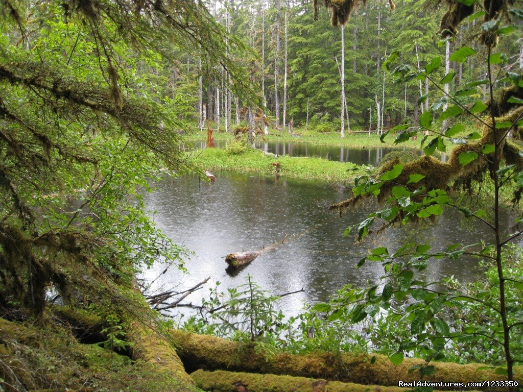 Rain Forest in Glacier Bay National Park | Alaska's Liveaboard Glacier Bay Cruises, 5-7 days | Image #7/21 | 