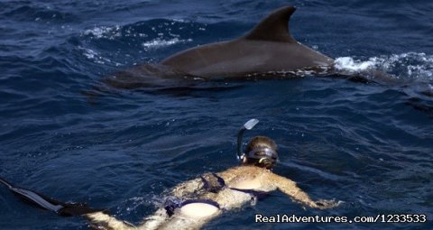 Swim with the dolphins 