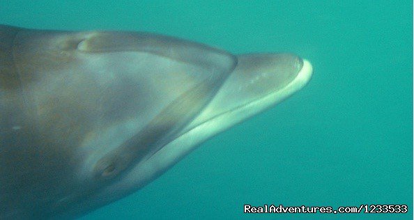 Dolphin | Dolphin adventure in the ocean | Image #3/7 | 