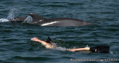 Swim with the dolphins 2 