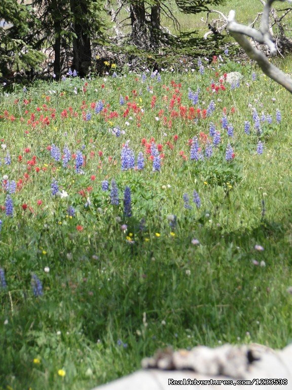 Mountain Wildflowers | Stagecoach Motor Inn | Image #18/23 | 