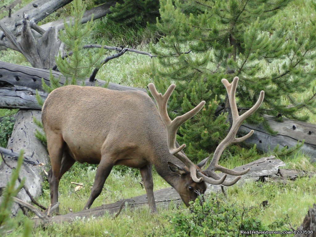 Summer Elk | Stagecoach Motor Inn | Image #20/23 | 