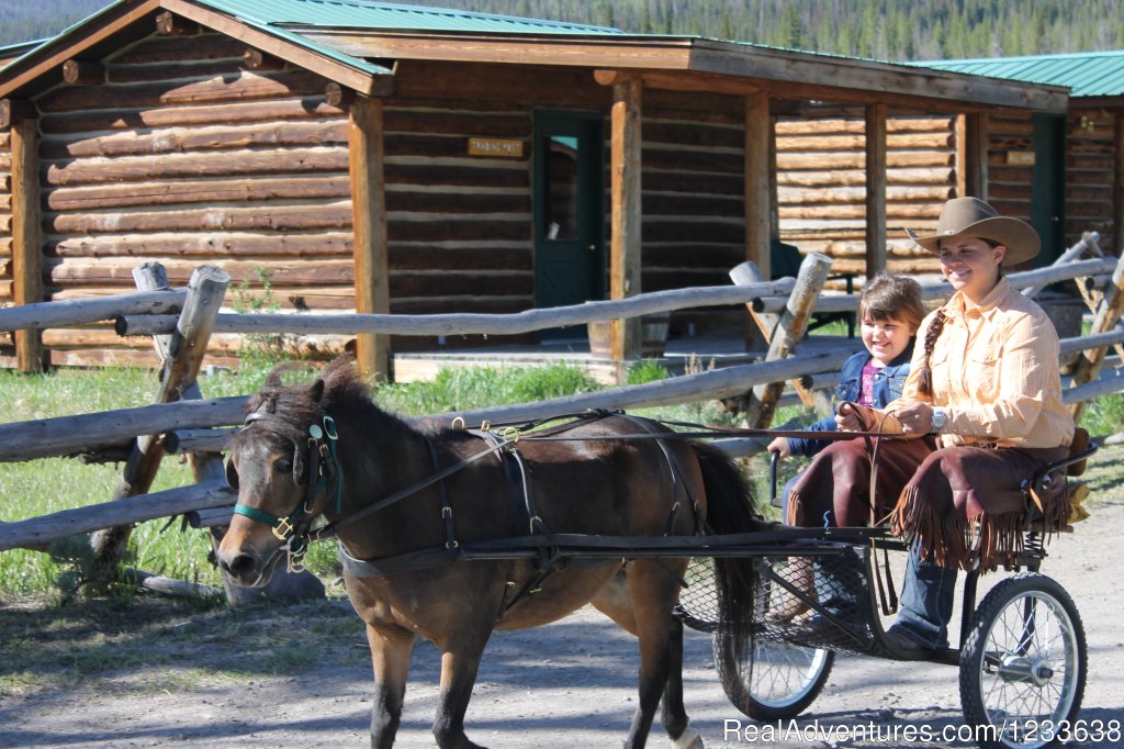 Surrey Rides With Our Miniature Horses | Triangle C Ranch | Image #5/22 | 