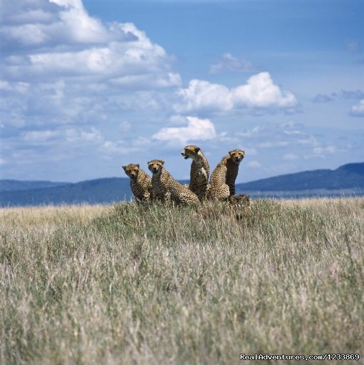 Two Days Masai Mara Air Safari | Mombasa, Kenya | Sight-Seeing Tours | Image #1/1 | 