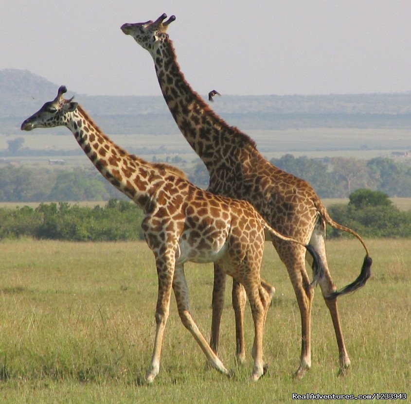 Nafest Tours And Safaris | Image #4/4 | 