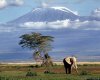 Kilimanjaro Climb Marangu Route Coca Cola Route | Dar es Salaam, Tanzania