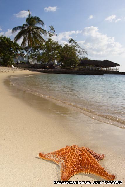 BEACH | Beach Front Studio | Negril, Jamaica | Vacation Rentals | Image #1/3 | 