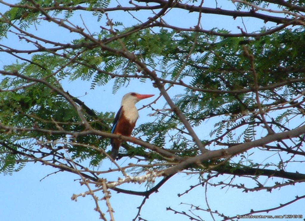 Birds | Palm Beach Resort ..an accessible tropical holiday | Image #5/15 | 